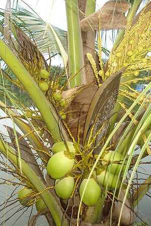 Tender Coconuts of different stagesoddshape.jpg