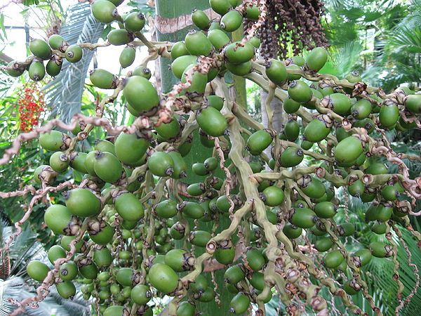 Chambeyronia macrocarpa - Palmpedia - Palm Grower's Guide