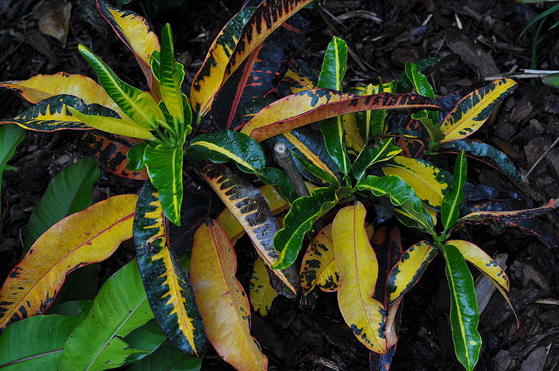 File:Mango-Randy.jpg
