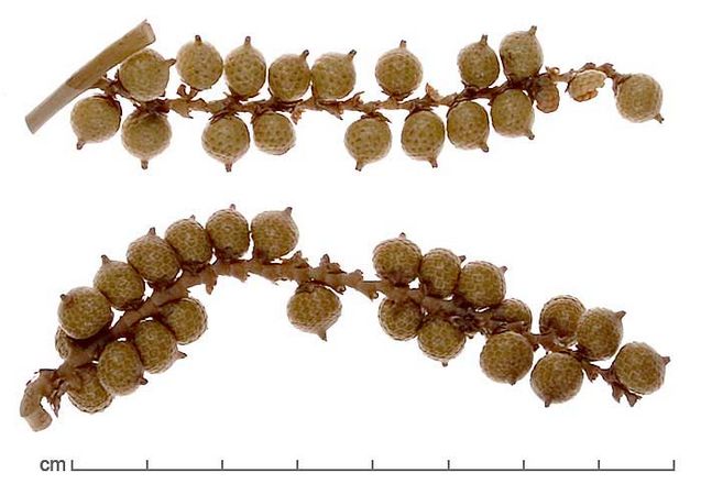 Calamus viminalis 12.jpg
