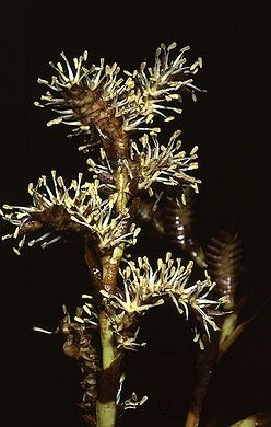 Cn2787726.jpg
