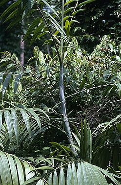 Cs2787790.jpg