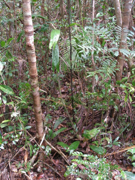 File:P1010053 Dypsis bosseri.JPG