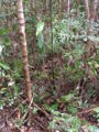 Thumbnail for version as of 22:29, 3 January 2009