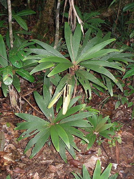 File:P1010320 Dypsis pachyramea.JPG