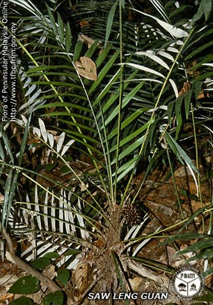 File:Calamus-lobbianus09.jpg