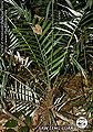 Thumbnail for version as of 00:32, 14 February 2015