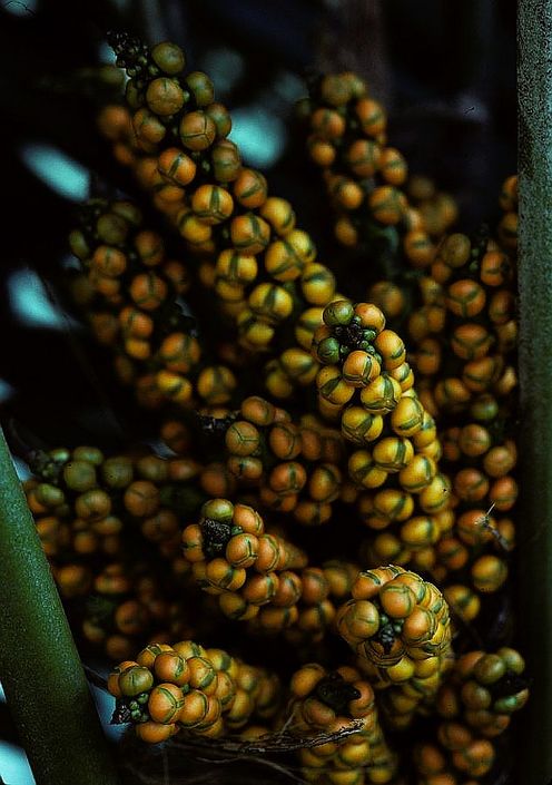 Arenga engleri Palmpedia Palm Grower's Guide