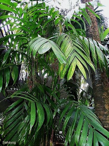 File:Areca concinna032.jpg
