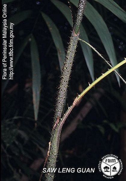 File:Calamus-speciosissimus---Thorn.jpg
