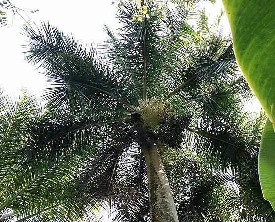 Roystonea oleracea - Palmpedia - Palm Grower's Guide