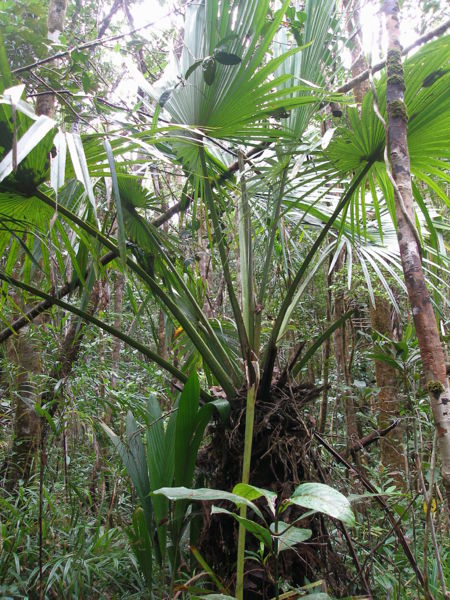 File:P1010269 Satranala decussilvae.JPG