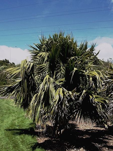 File:Sabal palmetto89.jpg