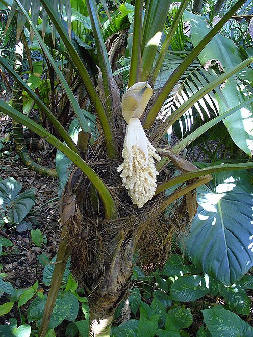 Chelyocarpus ulei - Palmpedia - Palm Grower's Guide
