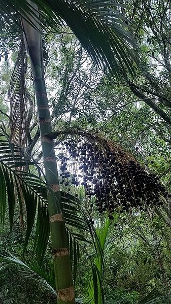 File:12166702 882892938461261 99316261 n.jpg.e5d3bf746417584ce48be0a39c7966f0.jpg