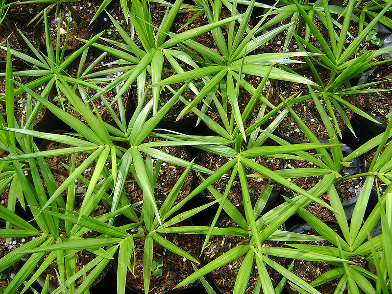 File:5701848962 1be8b635b9 b.jpg