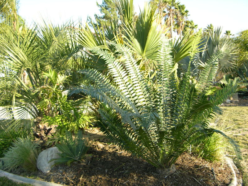 File:022mlc2.JPG