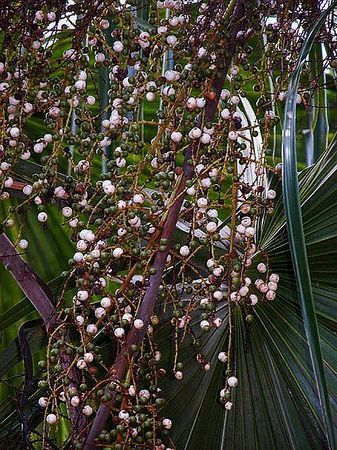Thrinax excelsa - Palmpedia - Palm Grower's Guide