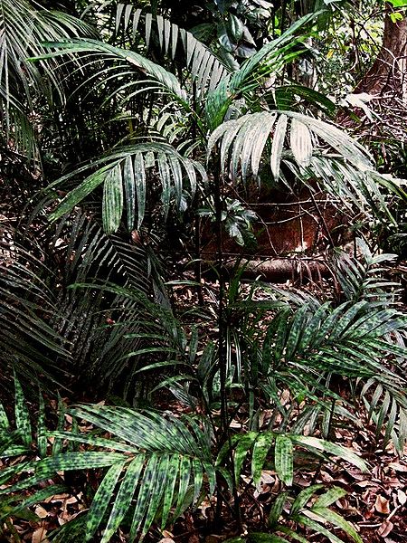 File:Pinanga watanaiana.jpg