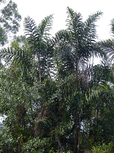File:OfP1270405 2.jpg