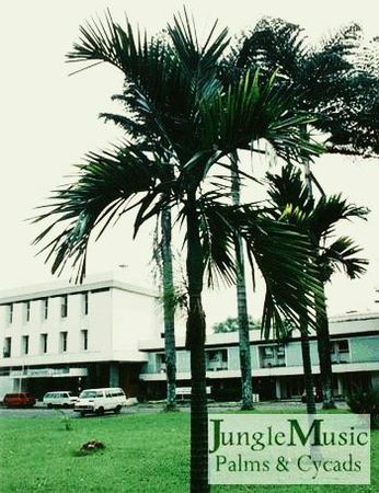 Areca whitfordii 001.jpg