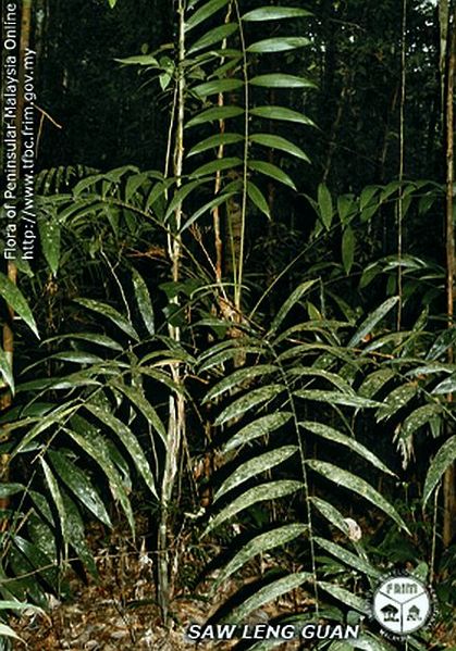 File:Calamus-lobbianus---Habit.jpg