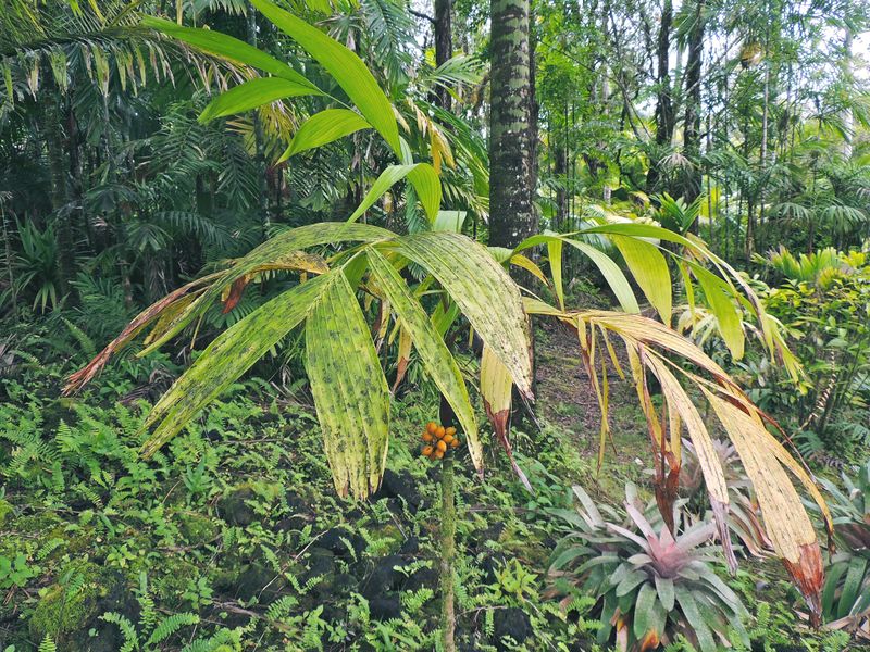 File:Areca ridleyana L.jpg