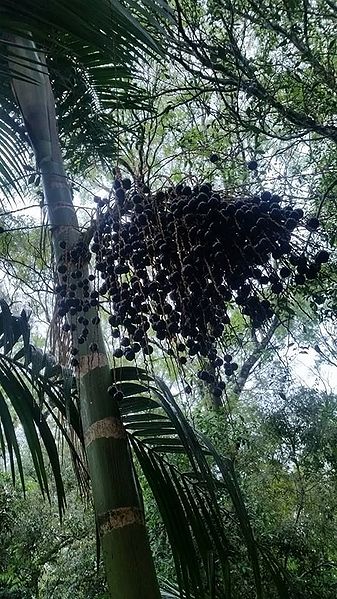 File:12167026 882892875127934 310517118 n.jpg.a8f2a442289bcd50a2744dd1a07de56e.jpg