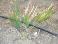 Thumbnail for version as of 17:02, 12 December 2009