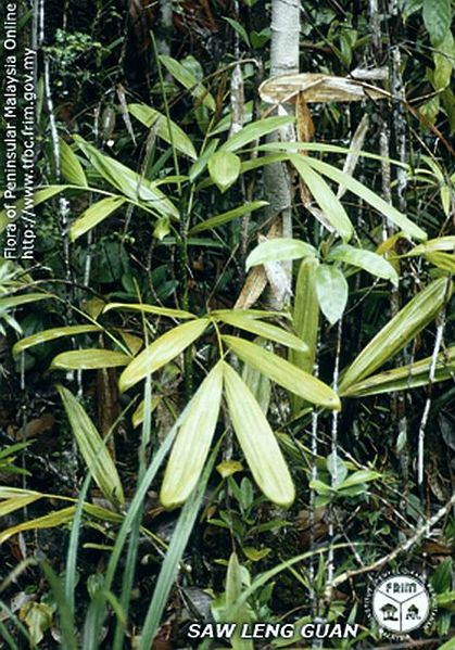 File:Calamus-insignis-var--insignis---Habit.jpg