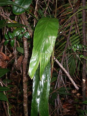 P1010054Dypsis bosseri.JPG