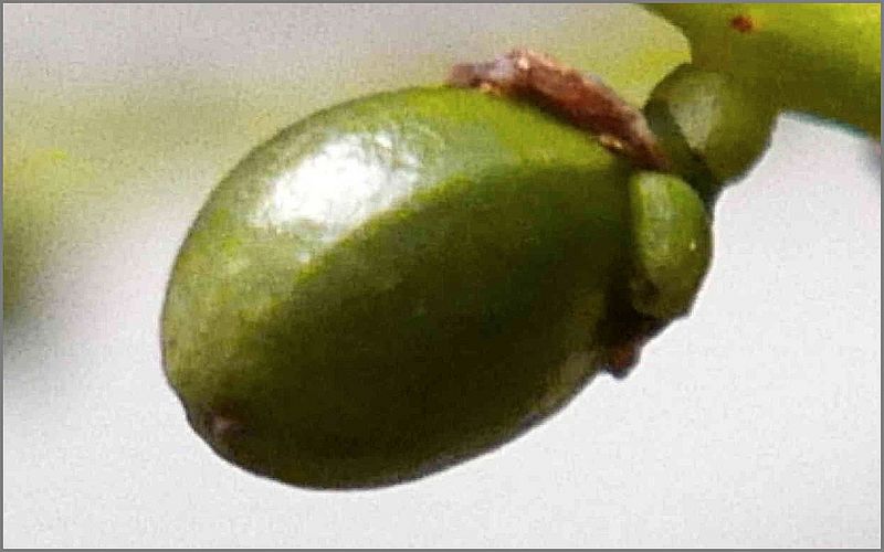 File:31612696746 f5af6cfa4a o.jpg
