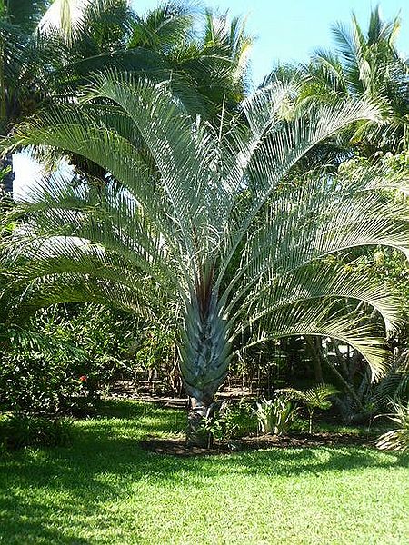 File:Feb 11 12 017z.jpg