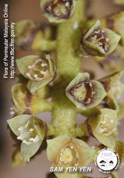File:Licuala-kunstleri---Flower.jpg