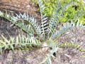 Thumbnail for version as of 18:53, 12 December 2009