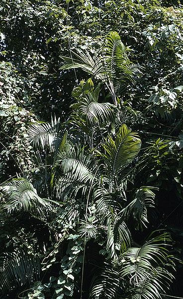 File:Cu2787748.jpg