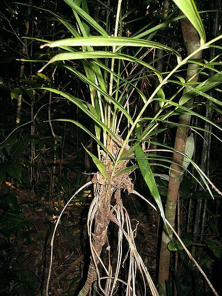 File:Dypsis-subacaulis53309.jpg