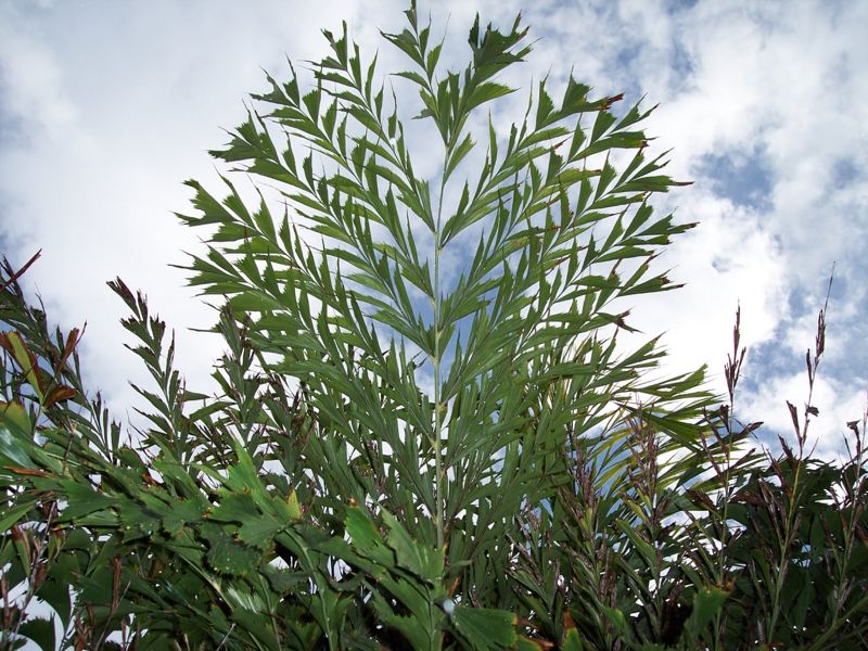 File:C.mitisleaf.JPG