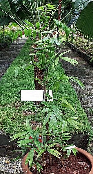 File:Calamus javensis specimen2.jpg