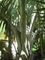 Thumbnail for version as of 20:08, 31 August 2008