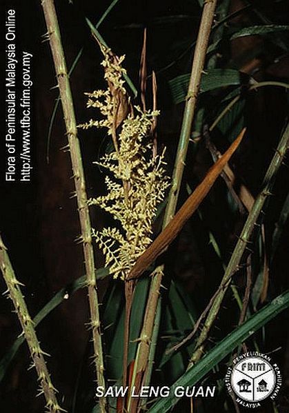 File:Calamus-sedens---Inflorescence.jpg