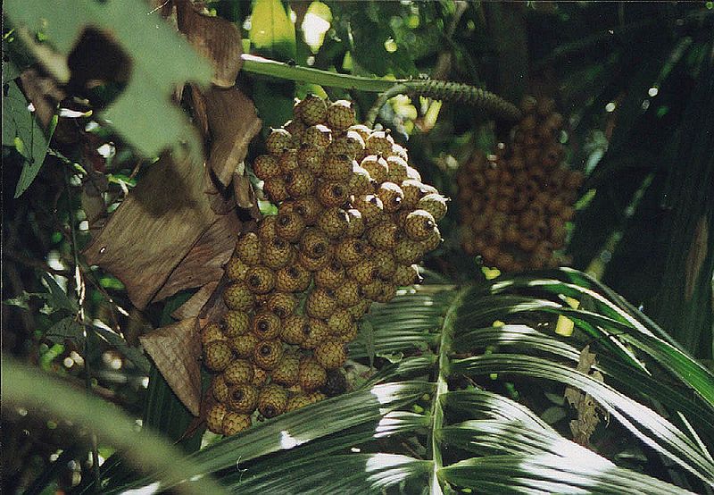 File:Calamusornatusphilippinensis1.jpg