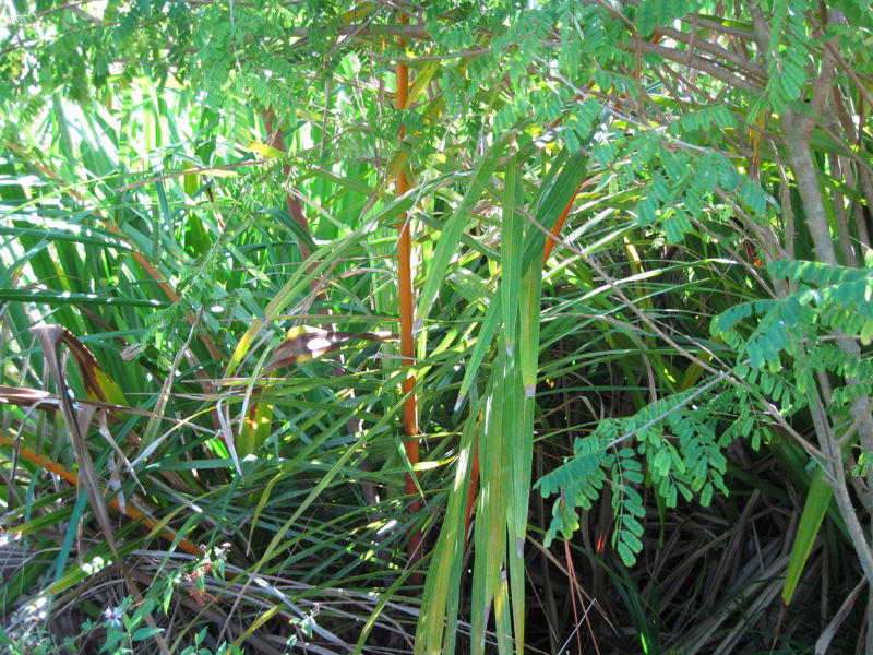 File:RaffIMG 0132.JPG