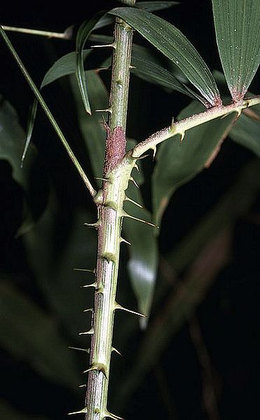 File:Cj2787835.jpg