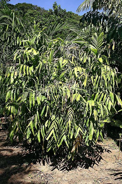File:Pinanga-patula.jpg