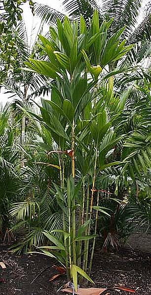 File:-gallery-members-Dypsis procera craft.jpg