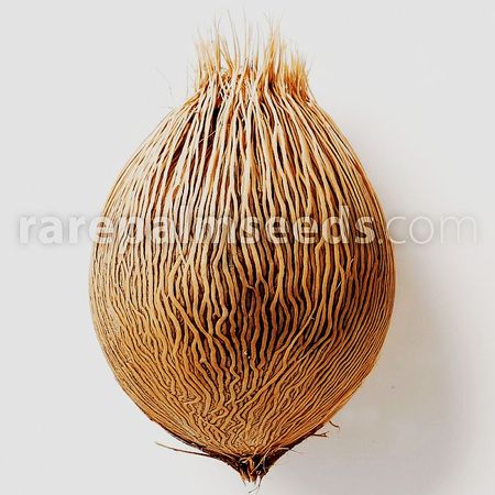 Actinorhytis-calapparia-germinated-11190003 0 1 800x1600 38f67.jpg