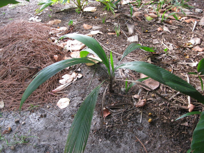 File:SyungIMG 0085.JPG