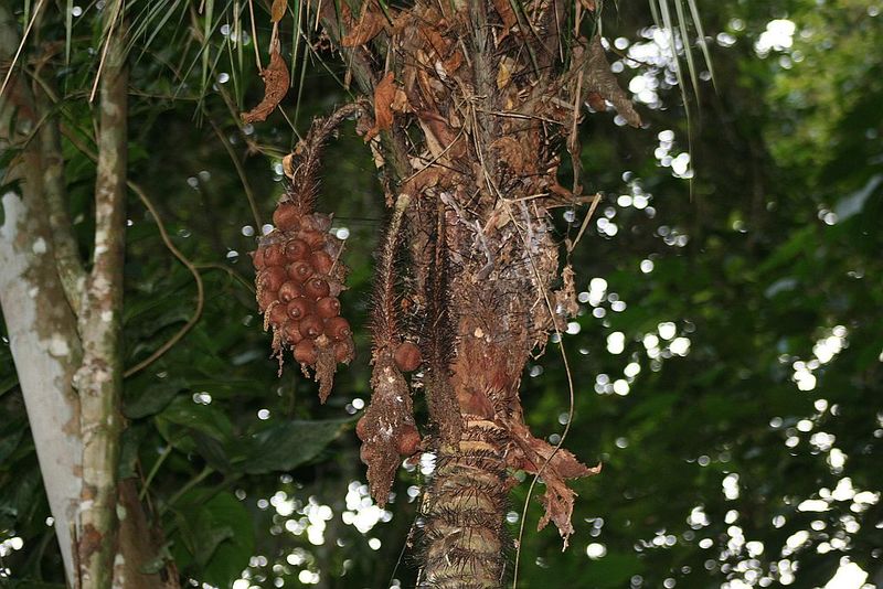 File:Astrocaryum aculeatissimum.jpg