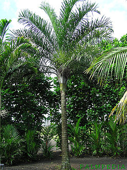 Dypsis madagascarensis again.jpg